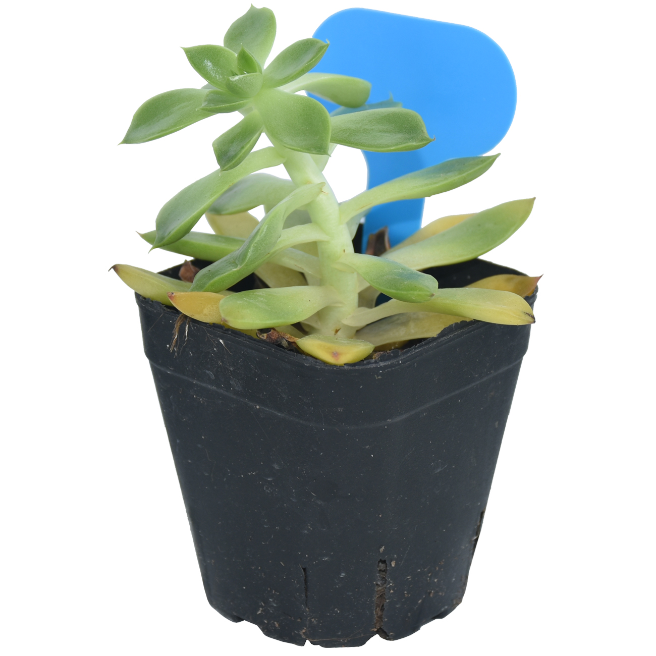 50PCS Garden Plant Labels Mark - Garden Journal Planner recension och pris